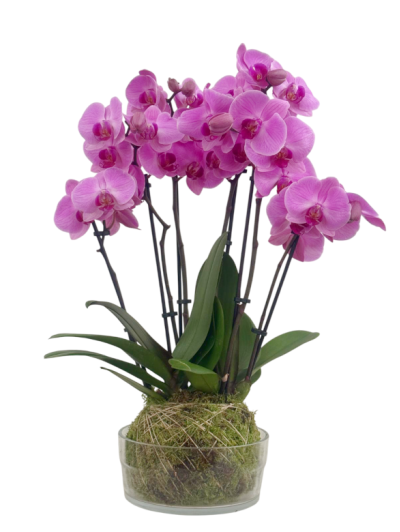 Kokedama de orquídeas rosas en cristal