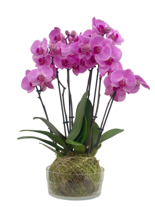 Kokedama de orquídeas rosas en cristal