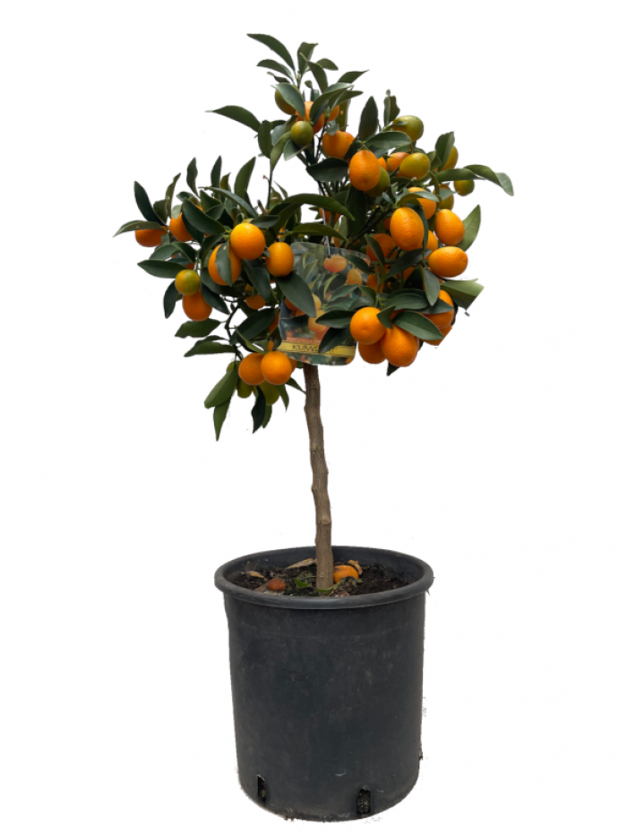 Naranjo kumquat arbolito