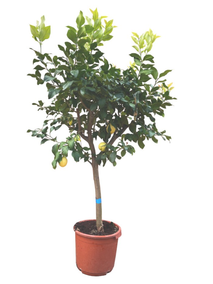 Limonero  XXL DISPONIBLE SOLO PARA MADRID