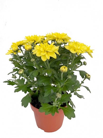 Crisantemo Amarillo M12