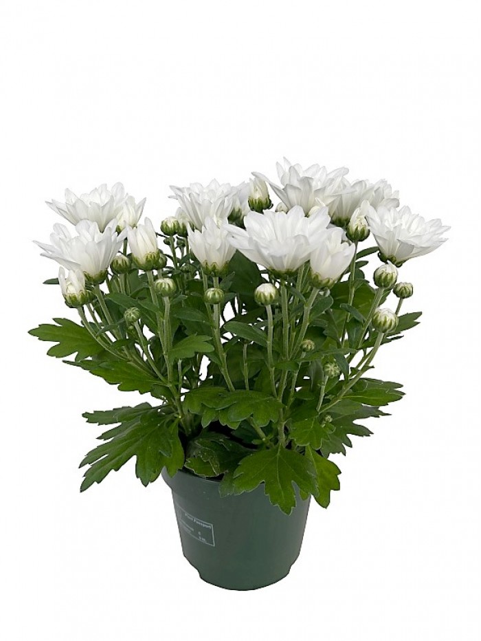 Crisantemo blanco M12