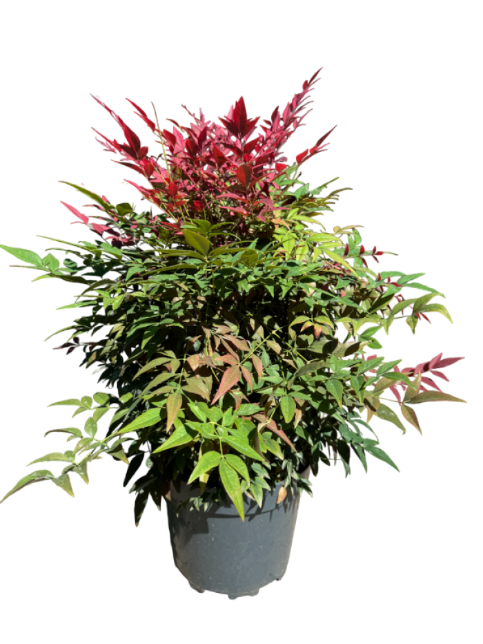 Nandina Domestica M30