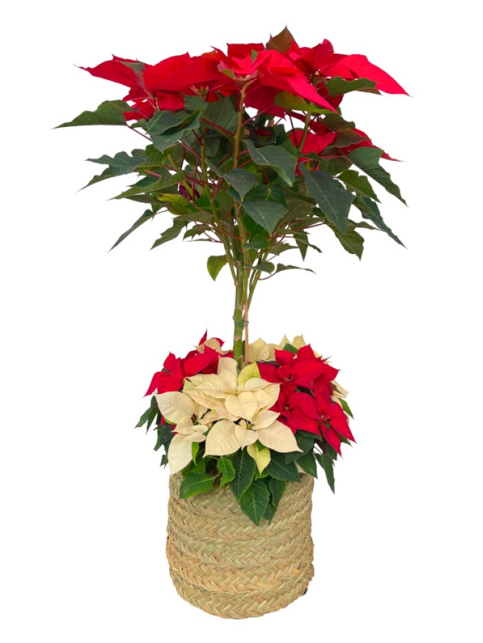 Cesta de flores de pascua bicolor con arbol rojo