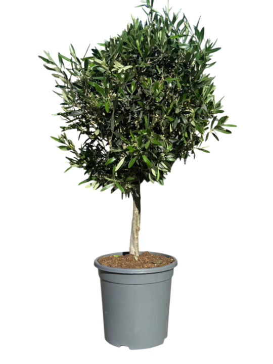 olivo arbol 1M