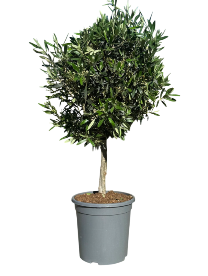olivo arbol 1M
