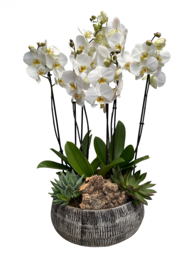 Centro de Orquideas blancas en maceta de fibra( DISPONIBLE SOLO PARA MADRID)