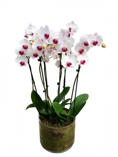 centro de 3 orquideas blancas centro morado