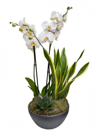 Orquidea Blanca con Sanseviera en ceramica 