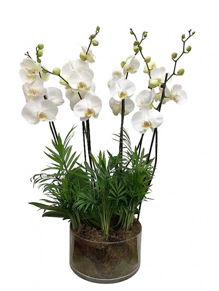 Centro de orquidea blancas con chamaedorea