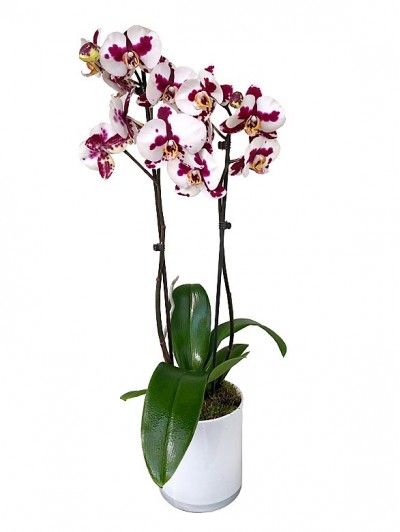 1 centro de orquidea bicolor en cristal cuadrado