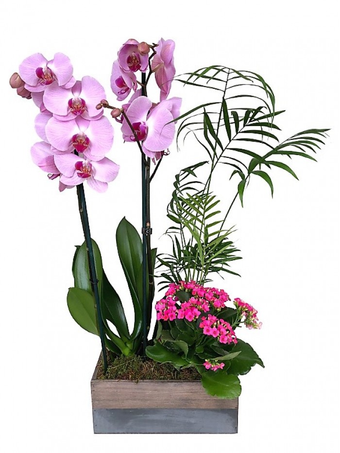 Cesta de plantas con orquidea rosa