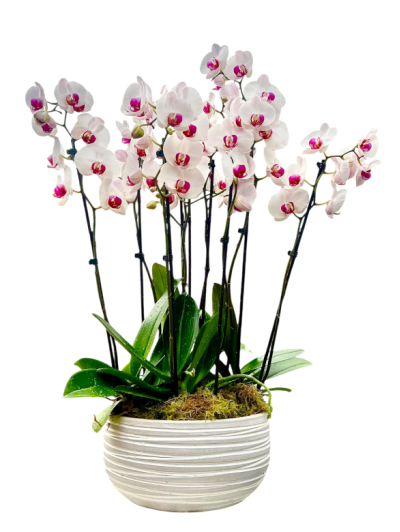 Centro de cinco orquídeas blancas en cerámica CM
