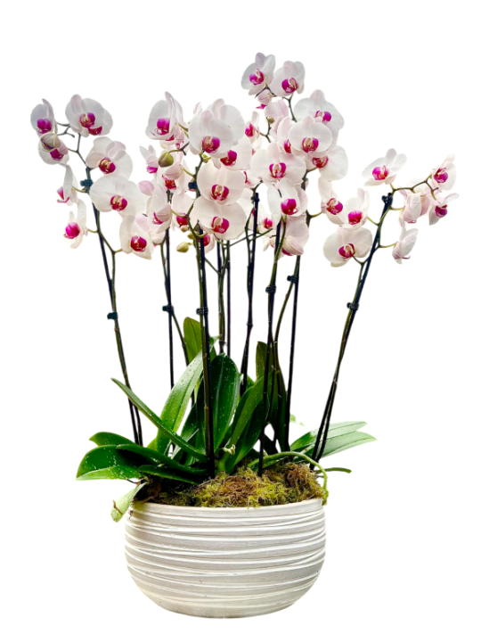 Centro de cinco orquídeas blancas en cerámica CM