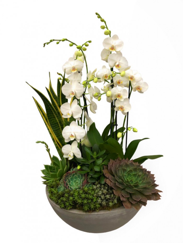 centro de  orquideas blancas con crasas en ceramica