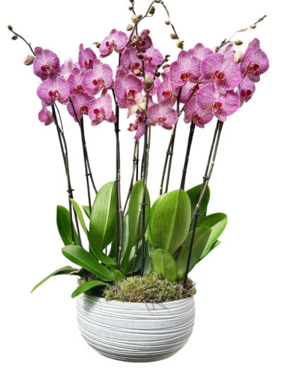Centro de cinco orquídeas rayadas en cerámica