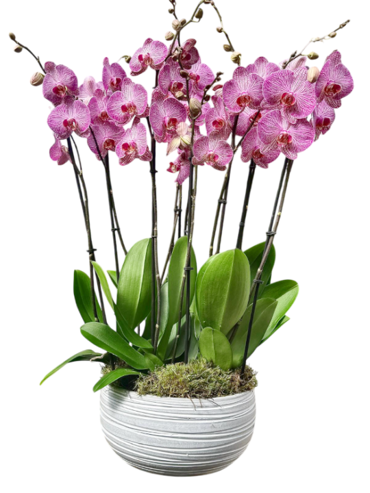 Centro de cinco orquídeas rayadas en cerámica