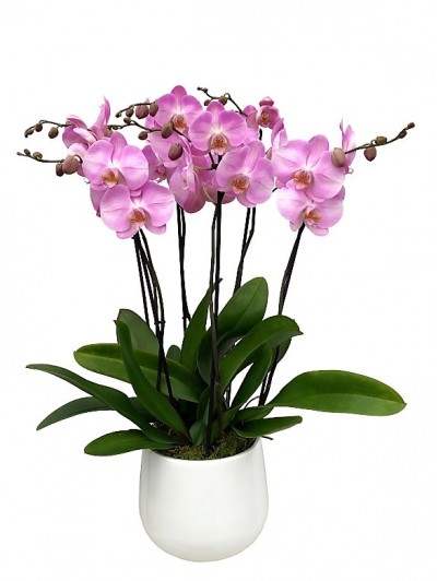 1 Centro de tres orquídeas rosas en cerámica blanca