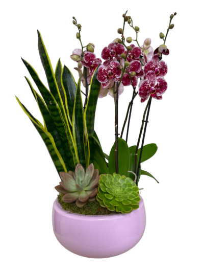 centro de orquideas con plantas crasas en ceramica