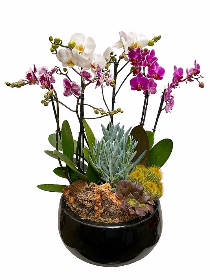 Centro de cactus con orquideas