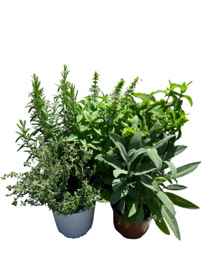 Pack 5 plantas aromáticas