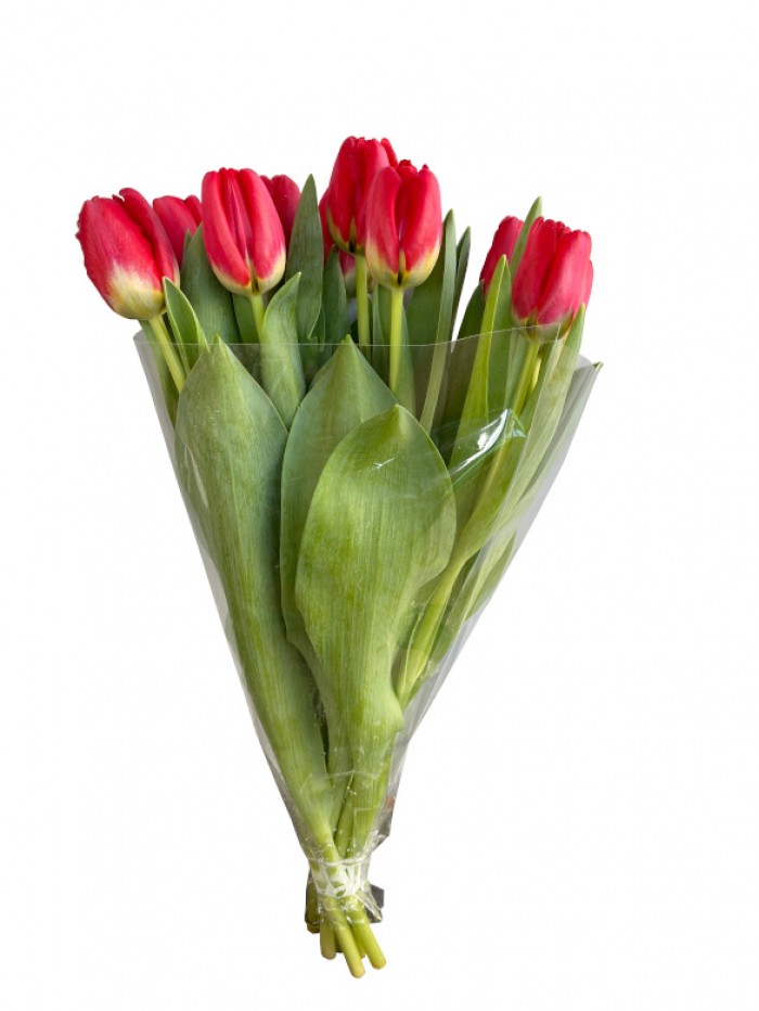 Paquete de 10 tulipanes rojos