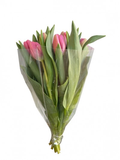 Paquete de 10 tulipanes rosas