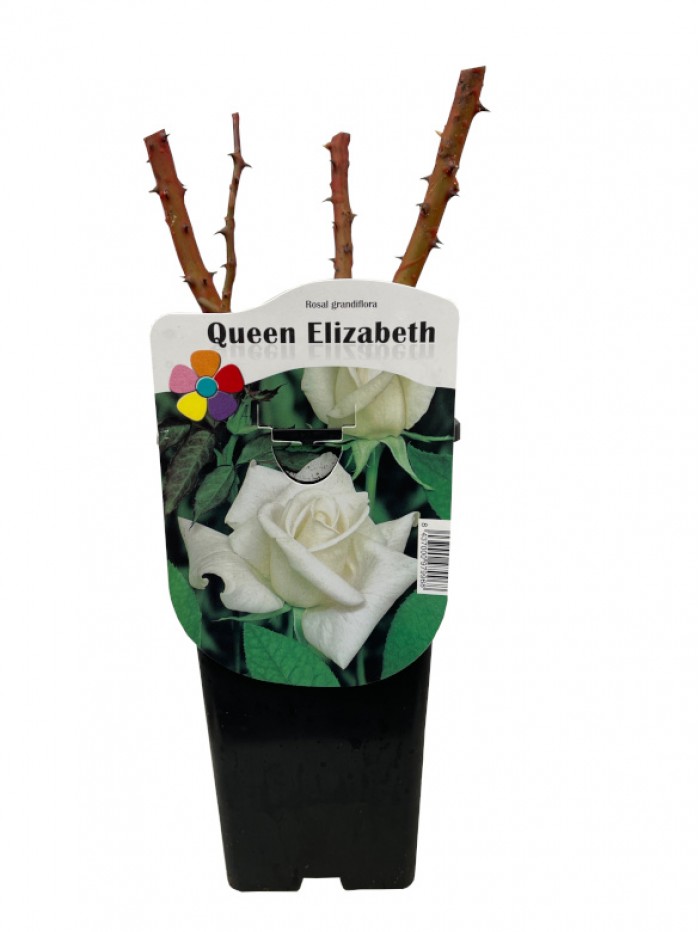 Rosal grandiflora queen  elizabeth
