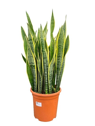 Sansevieria Trifasciata XXL