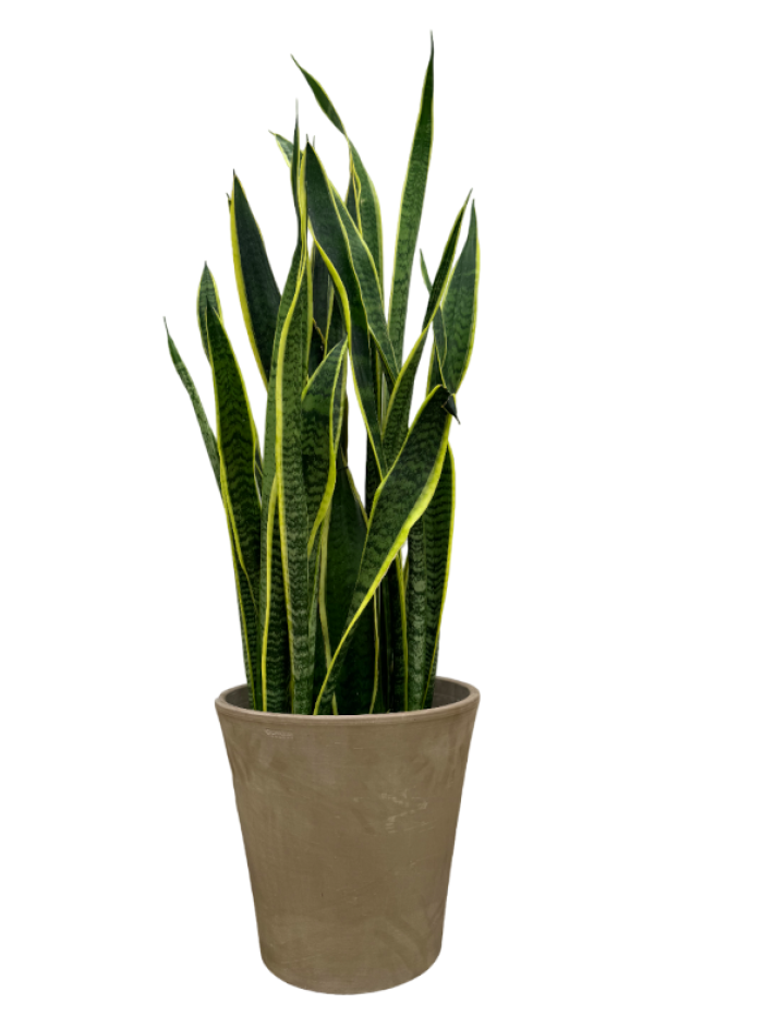 Sansevieria XXL en maceta decorativa