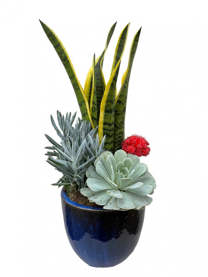 Composicion de cactus en ceramica esmaltada