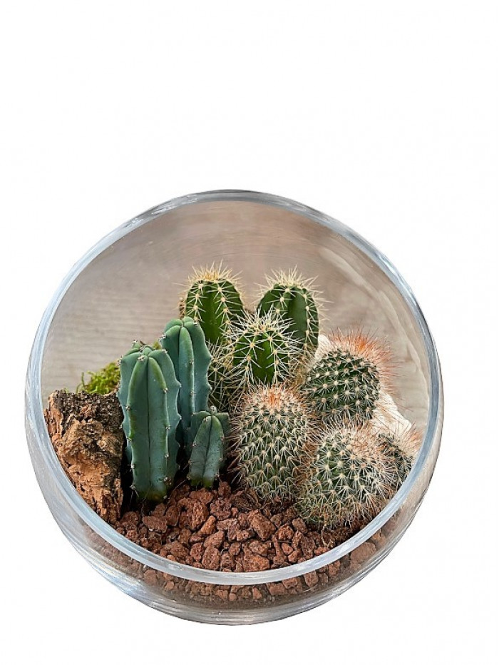 Centro de  cactus en semiesfera de cristal