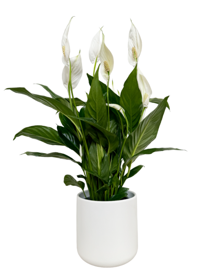 spathiphyllum en maceta de ceramica