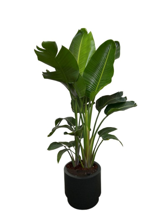 Strelitzia M40 AUTORRIEGO(DISPONIBLE SOLO PARA MADRID)