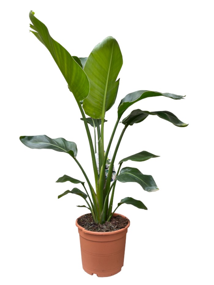 Strelitzia M25(DISPONIBLE SOLO PARA MADRID)