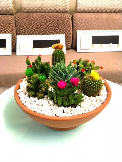 Centro de  cactus flor 