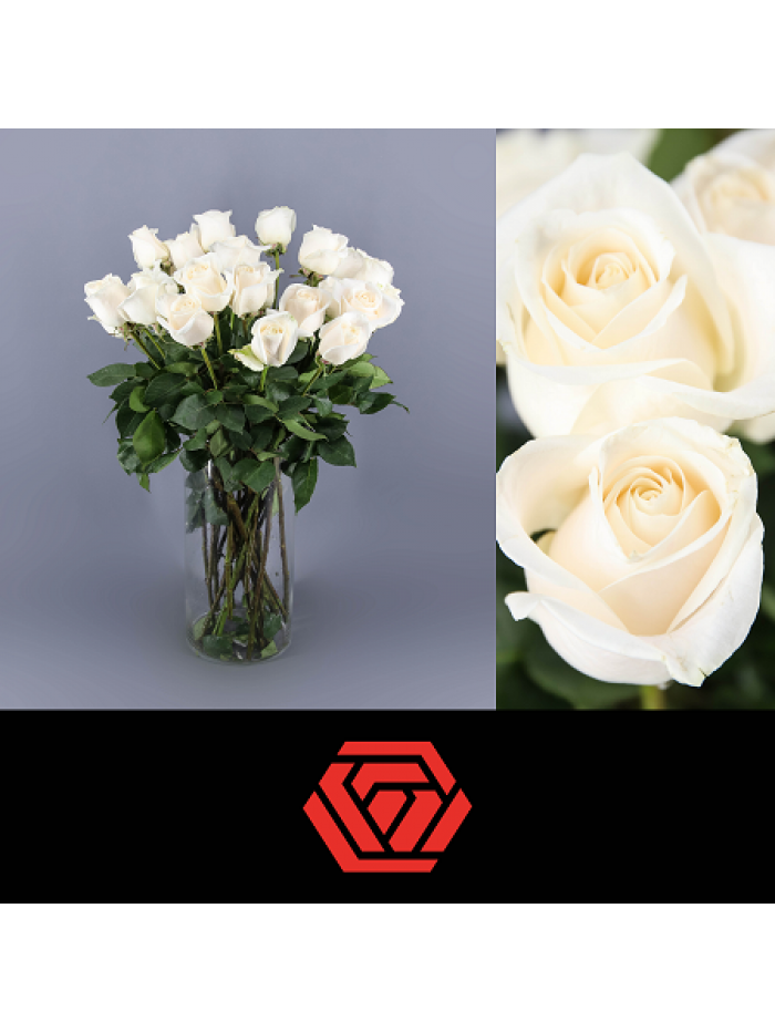 Paquete 25 rosas blancas 60cm