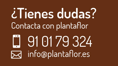 Envío de plantas y flores a domicilio en Madrid